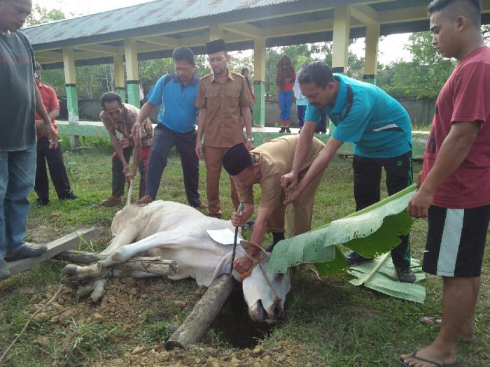 Indah Nya Berbagi,MTs N 3 Muaro Jambi Laksanakan Penyembelihan Hewan Qurban