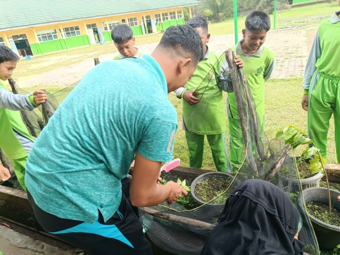 Hijaukan Madrasah! Siswa MTsN 3 Muaro Jambi Antusias Tanam Cabai dengan Semangat dan Ceria