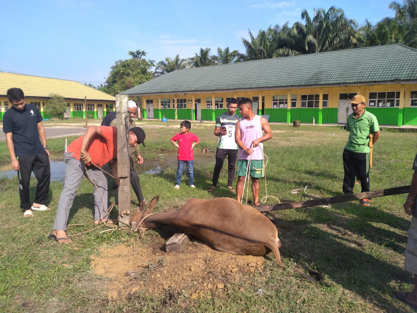 Guru MTsN 3 Muaro Jambi Laksanakan Qurban Dua Ekor Sapi pada Hari Kedua Idul Adha